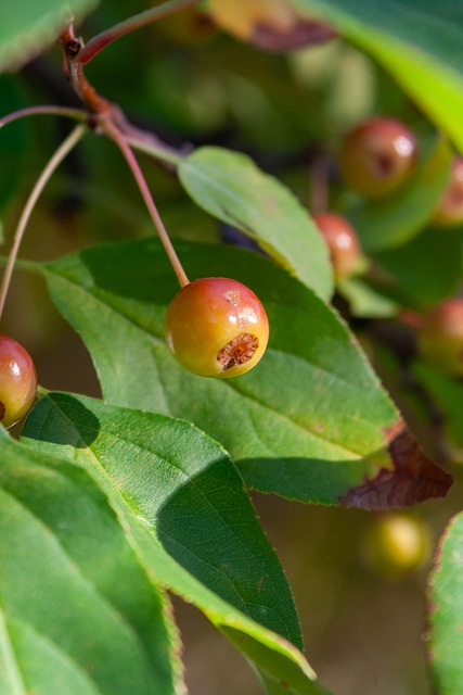 女王公園巡遊者簽了個仿版瓦拉內：喬納森-瓦拉內.